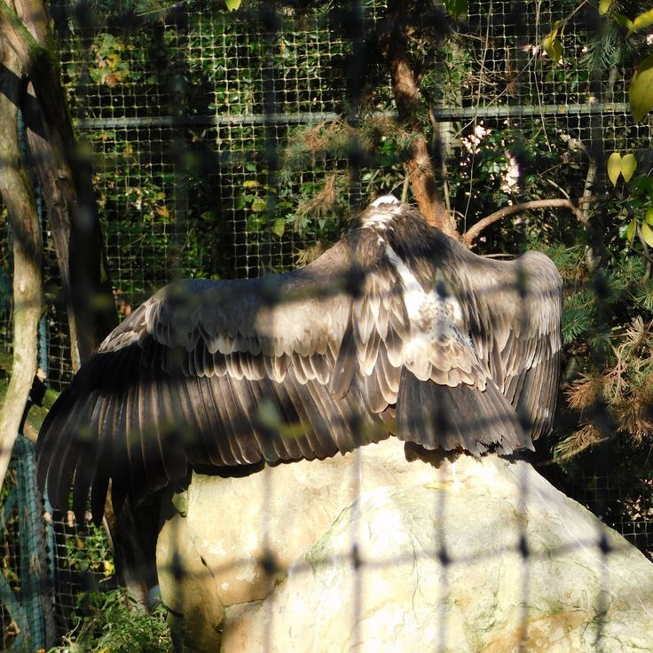 Vultures