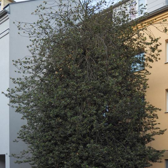 Stechpalme Plantagenstraße 5