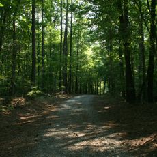 Duke Forest