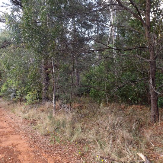 Pechey Forestry Arboretum