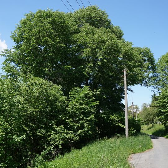 Jilm horský ve Bzí