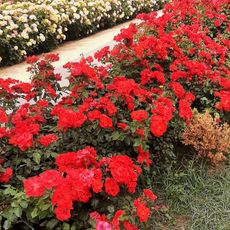Flowers Garden