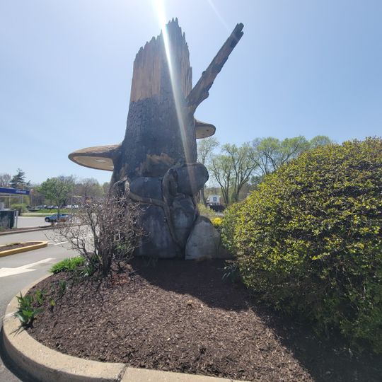 Greenfield Money Tree