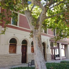 Phillimore Street Plane Tree