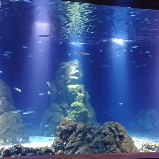 Israel aquarium
