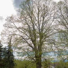 Two Tilia platyphyllos in Oberbobritzsch