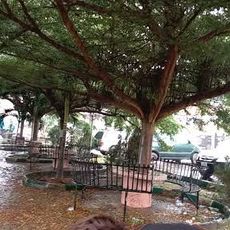 Tree Club Park, University of Ibadan