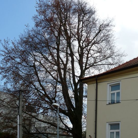 Červenolistý buk v Budovcově ulici