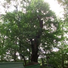 Linde am Eduardstein