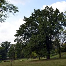 Dub uherský u Palaty