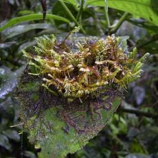 Altos de Campana National Park