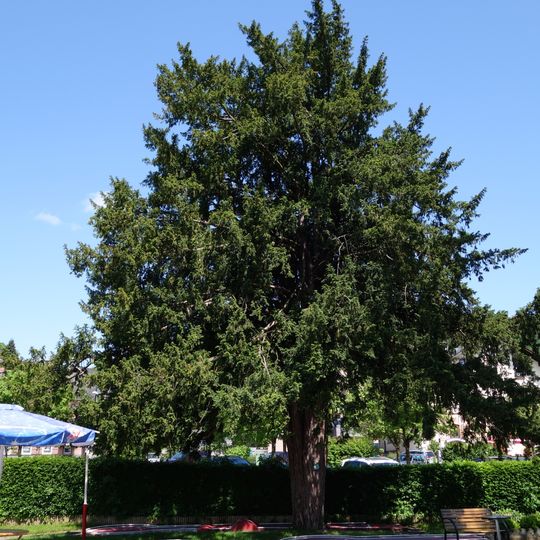 Zwei Eiben in Attersee