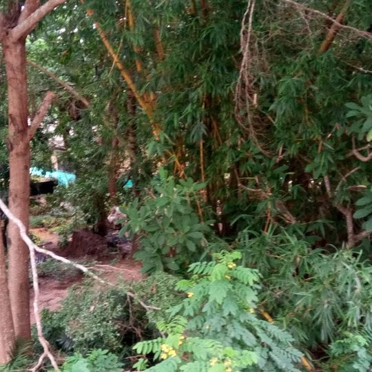 Department of Parks and Gardens