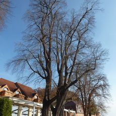 Drei Winterlinden am Gasthaus „Knorre“ in Proschwitz