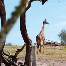 Phoenix Zoo