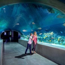 OdySea Aquarium