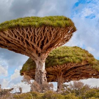 Socotra Dragon Blood Trees