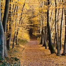 Wickerbachtal bei Kloppenheim