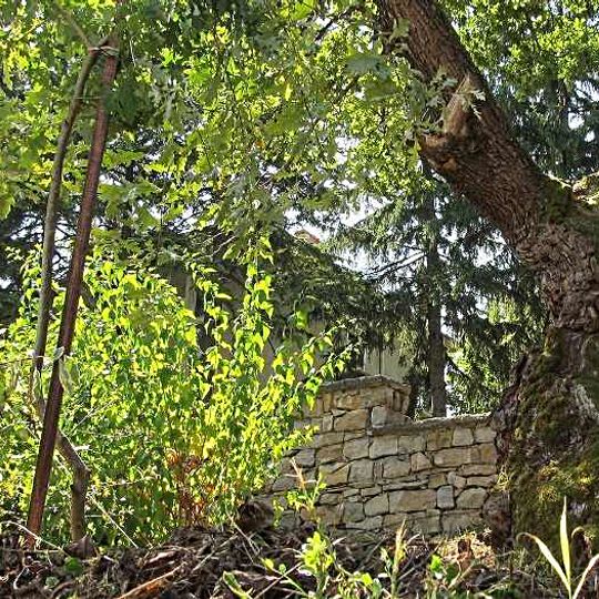 English oak in Novo Selo, Bulgaria