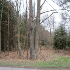 Kříž na stromě pod vrchem Chocholouš