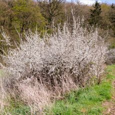 Teiche am Steinheimer Holz