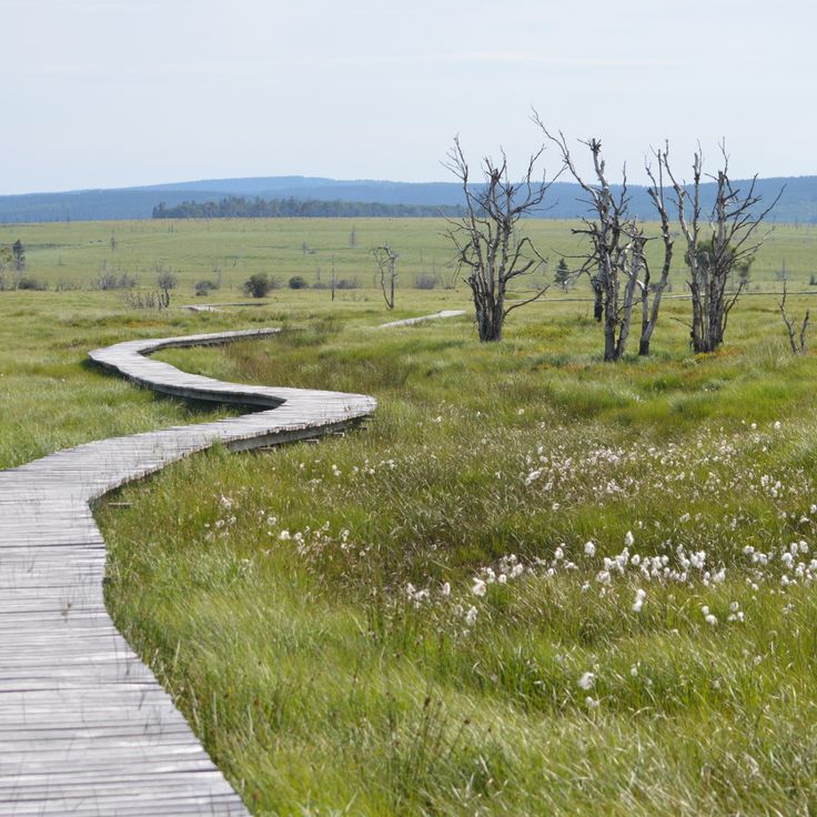 Reserva Natural de Las Hautes Fagnes
