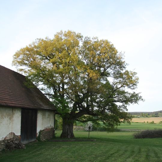 Dub letní v Kladrubech