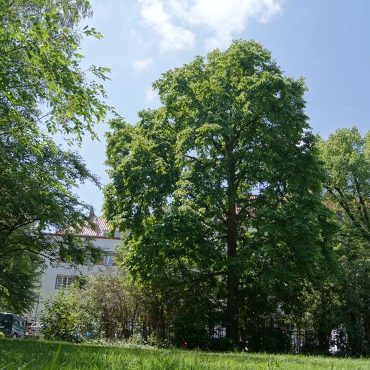 Baumhasel Corylus colurna im Park am Weißensee Sondergarten Amalienstraße 3