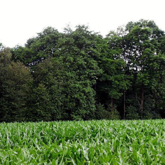 NSG Erlenbruch "Sandheck"