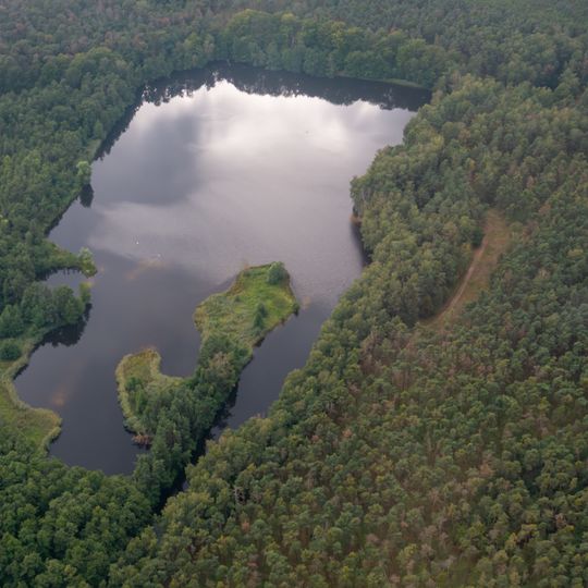 Wald bei Groß-Gerau