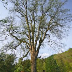 Javor klen u Smilovského mlýna
