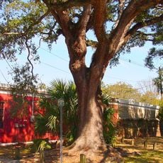 Boyington Oak