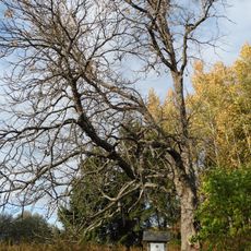 Paparčių kaštonas