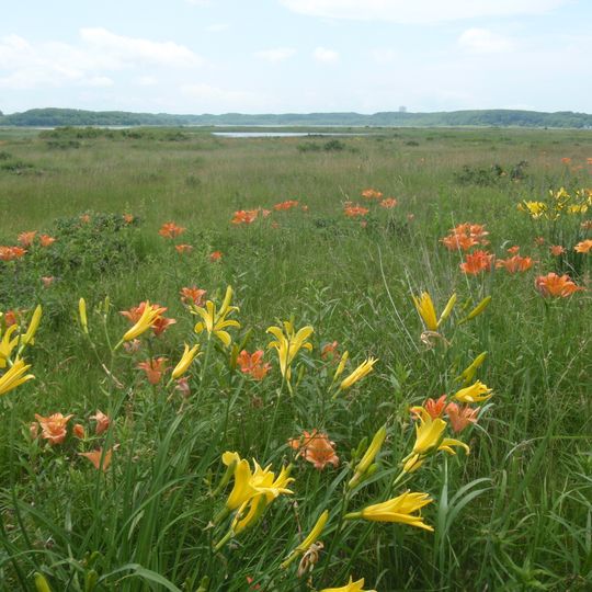 Koshimizu Genseikaen