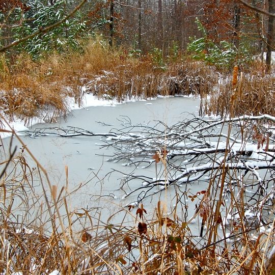 Harbison State Forest
