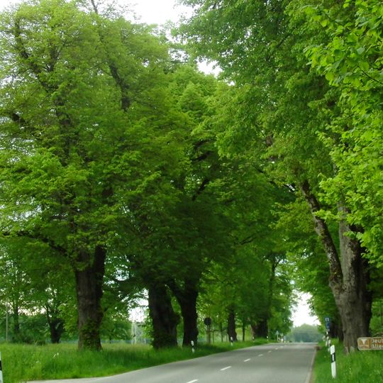 Lindenallee mit Eschen u. Ahorne