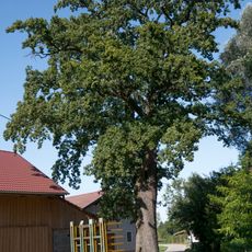 Eiche von St. Peter am Hart