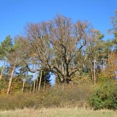Winterlinde am Ludlensbad