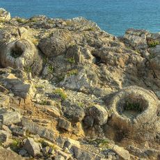 Fossil Forest