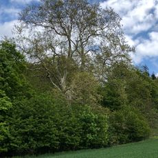 2 Platanen von Falkenberg