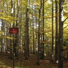 Rezerwat przyrody Jaworzyna