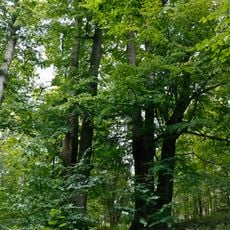 Stromy pod čističkou