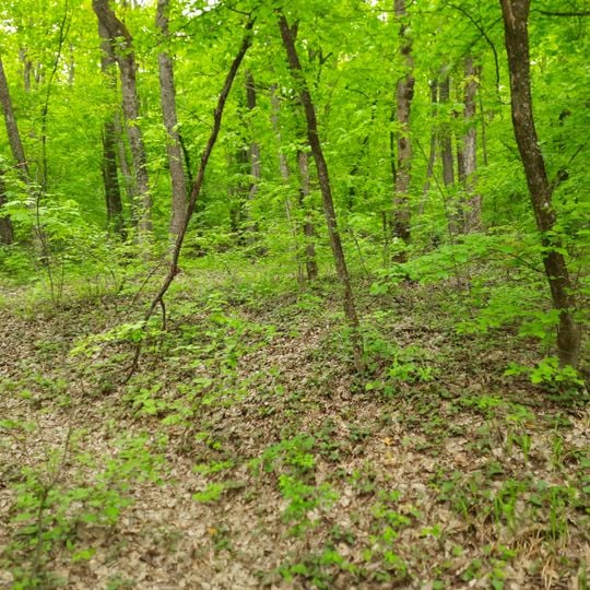 Cetățuie - Pojăreni