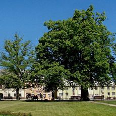 Lípa v Moravském Berouně