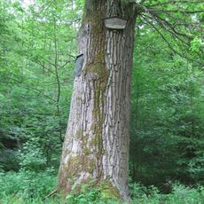 1 Stieleiche, "Mahn-Eiche"