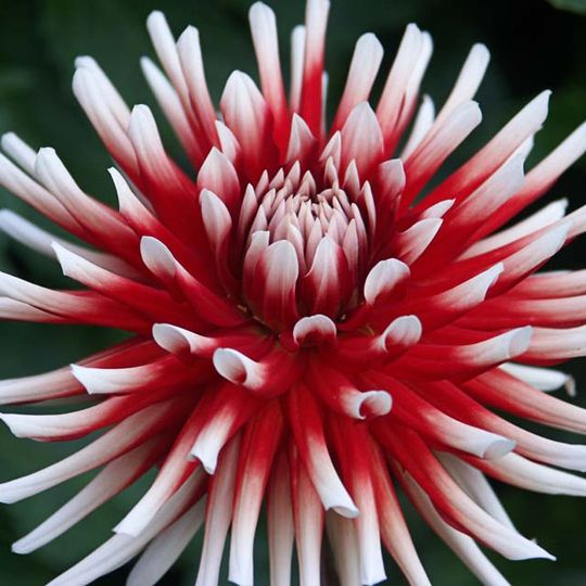 Dahlia Hill