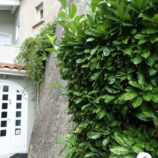 Menhir de Montotoute