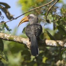 Thattekad Bird Sanctuary