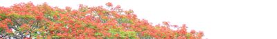 Panoramic View 0