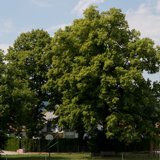 Baumgruppe auf den Wieser Gründen